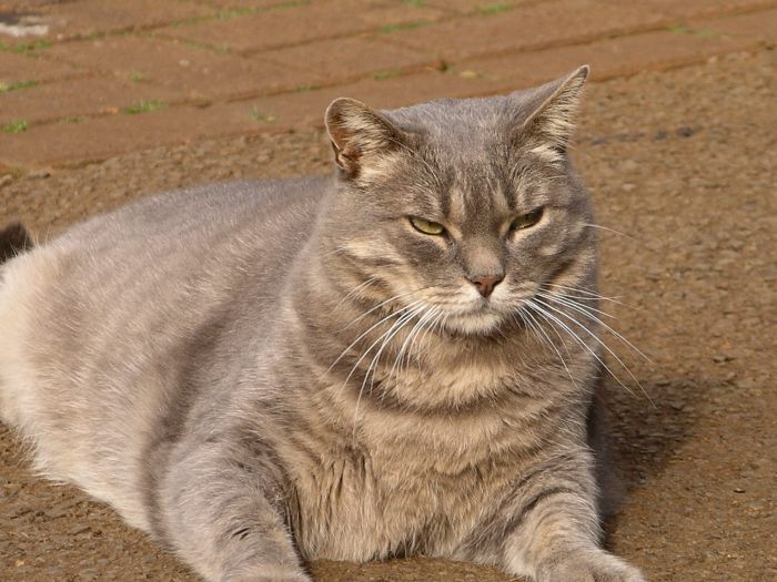 poes.JPG